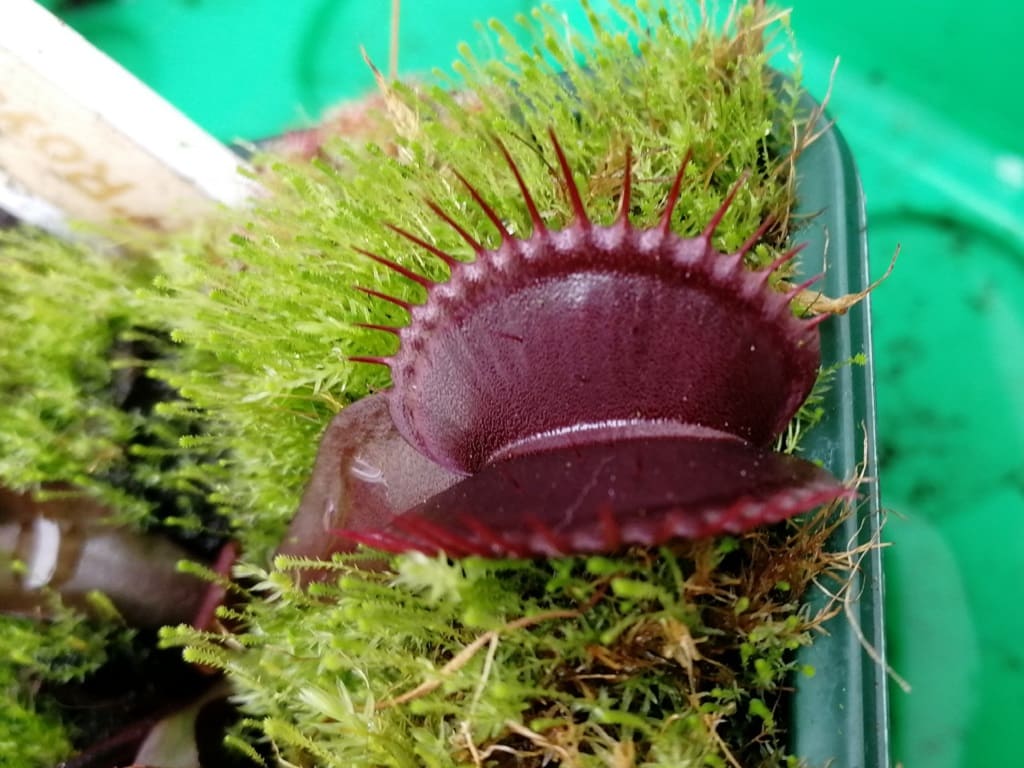 Venus-flytrap-Royal-Red-carnivorous-plant